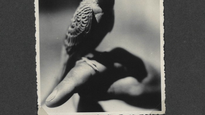 eye as witness-4